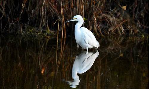 egret native 源码